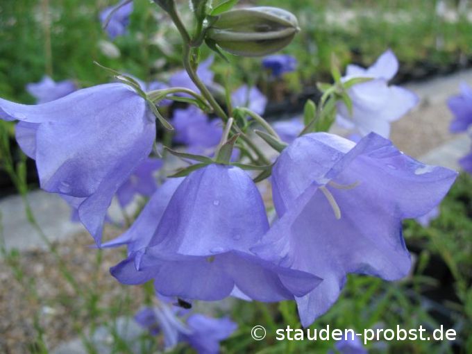 Campanula persicifolia 'Grandiflora' - Pfirsichblättrige Glockenblume