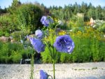 campanula-persicifolia-la-belle-blue-2