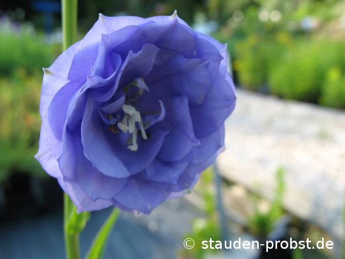 Campanula persicifolia 'La Belle Blue' - Pfirsichblättrige Glockenblume