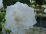 campanula-persicifolia-la-bonne-amie-2