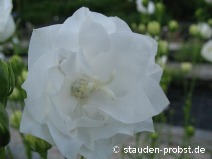 Campanula persicifolia 'La Bonne Amie' - Pfirsichblättrige Glockenblume