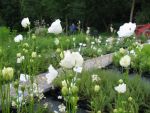 campanula-persicifolia-la-bonne-amie-3