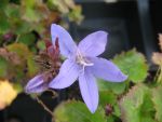 campanula-poscharskyana-trollkind
