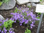 campanula-portenschlagiana-birch-hybrid-2