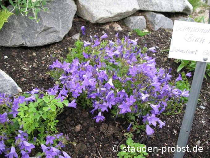 Campanula portensch.. 'Birch Hybrid' - Dalmatiner Glockenblume