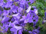 campanula-portenschlagiana-birch-hybrid