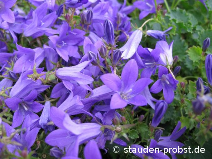 Campanula portensch.. 'Birch Hybrid' - Dalmatiner Glockenblume