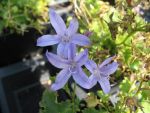 campanula-poscharskyana-blauranke