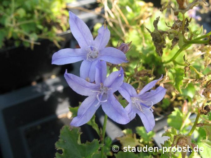 Campanula poscharskyana 'Blauranke' - Hängepolsterglocke