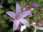 campanula-poscharskyana-lisduggan