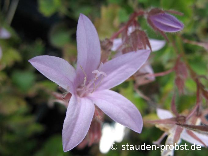 Campanula poscharskyana 'Lisduggan' - Hängepolsterglocke