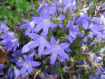 campanula-poscharskyana-stella