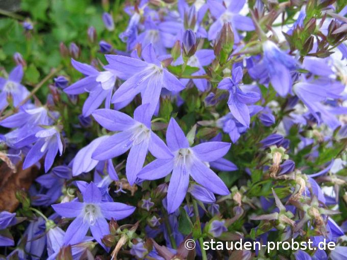 Campanula poscharskyana 'Stella' - Hängepolsterglocke