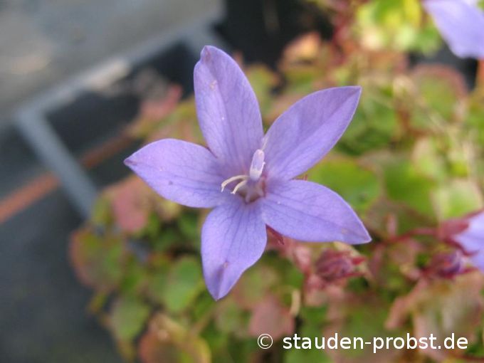 Campanula poscharskyana - Hängepolsterglocke