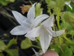 campanula-poscharskyanna-e-h-frost