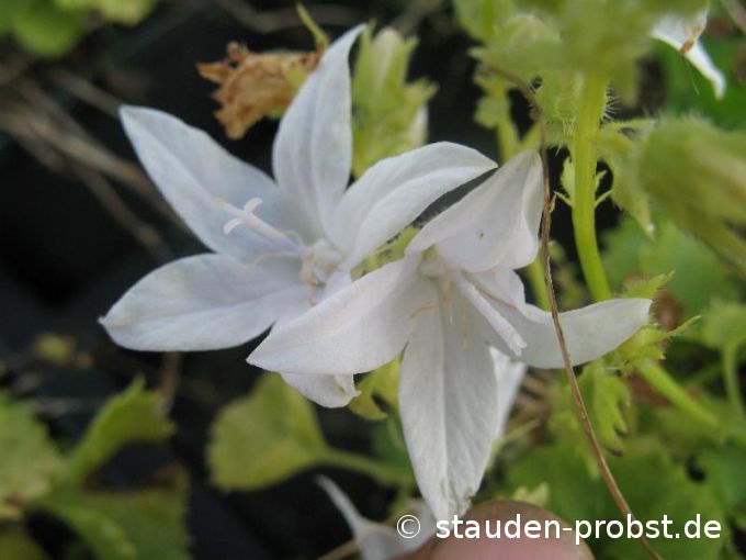 Campanula poscharskyana 'E.H. Frost' - Hängepolsterglocke