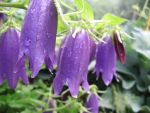 campanula-punctata-sarastro-3
