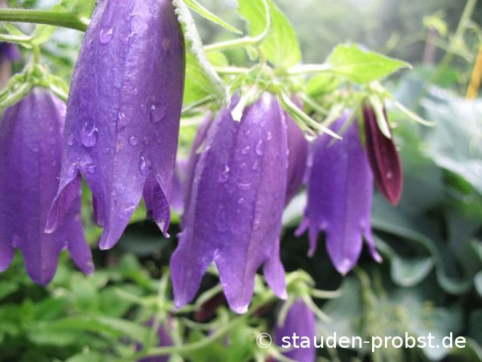 Campanula punctata 'Sarastro' - Japanglockenblume