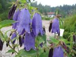 campanula-punctata-sarastro-4