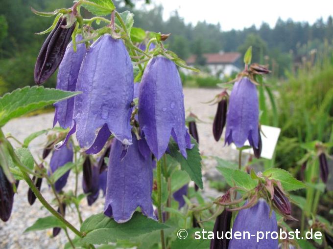 Campanula punctata 'Sarastro' - Japanglockenblume