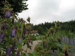 campanula-punctata-sarastro