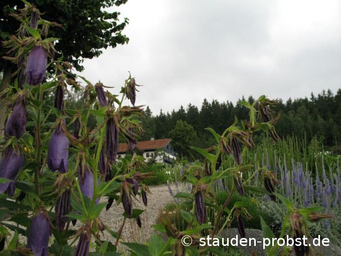 Campanula punctata 'Sarastro' - Japanglockenblume