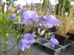 campanula-rotundifolia