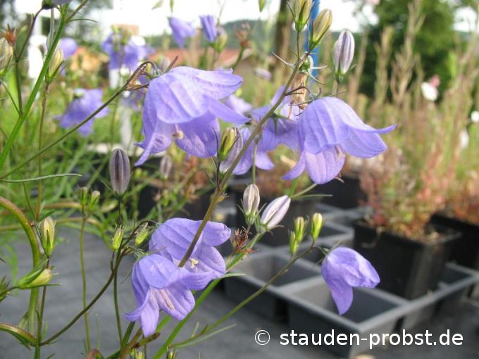 Campanula rotundifolia - Wiesenglockenblume