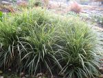 carex-morrowii-ice-dance-2