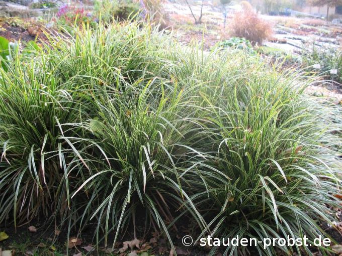 Carex morrowii 'Ice Dance' - Japansegge