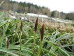 carex-morrowii-ice-dance-3