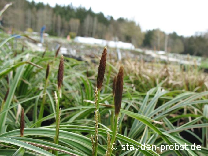Carex morrowii 'Ice Dance' - Japansegge