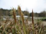 carex-morrowii-variegata