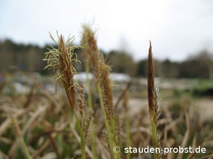 Carex morrowii 'Variegata' - Japansegge