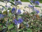 caryopteris-dark-night