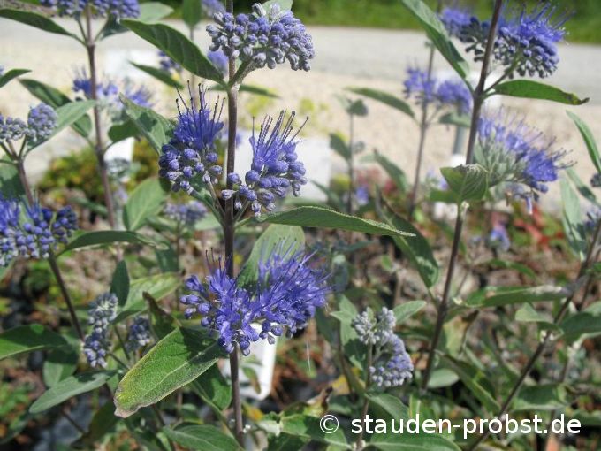 Caryopteris clandonensis 'Dark Night' - Bartblume