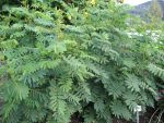 cassia-marilandica-2