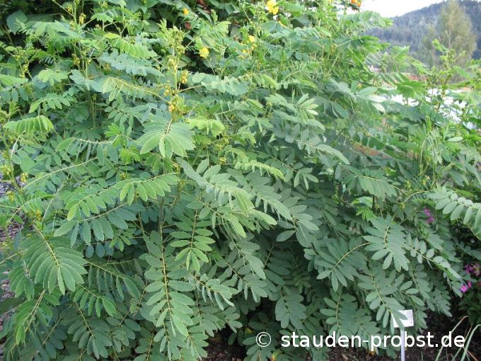 Cassia marilandica - Gewürzrinde, Senna
