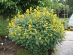cassia-marilandica-3