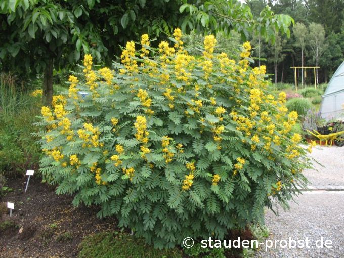 Cassia marilandica - Kassie