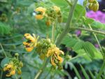cassia-marilandica