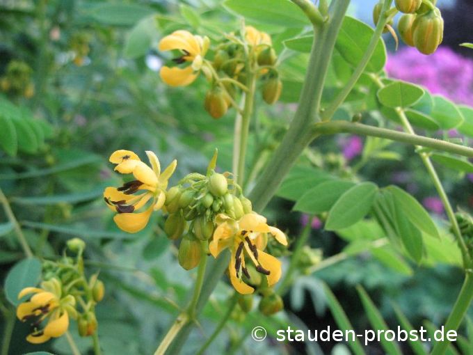 Cassia marilandica - Gewürzrinde, Senna