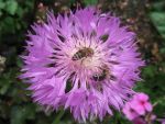 centaurea-hypoleuca-john-coutts-3