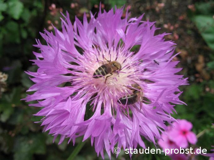 Centaurea hypoleuca 'John Coutts' - Wei&szlig;filzige Flockenblume