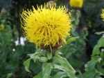 centaurea-macrocephala-2