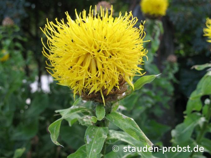 Centaurea macrocephala - Riesenflockenblume