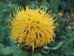 centaurea-macrocephala-4