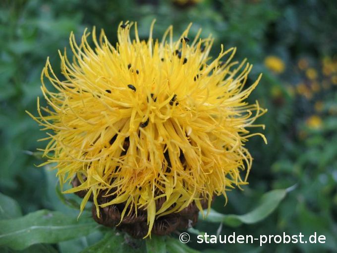 Centaurea macrocephala - Riesenflockenblume