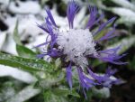 centaurea-montana-2