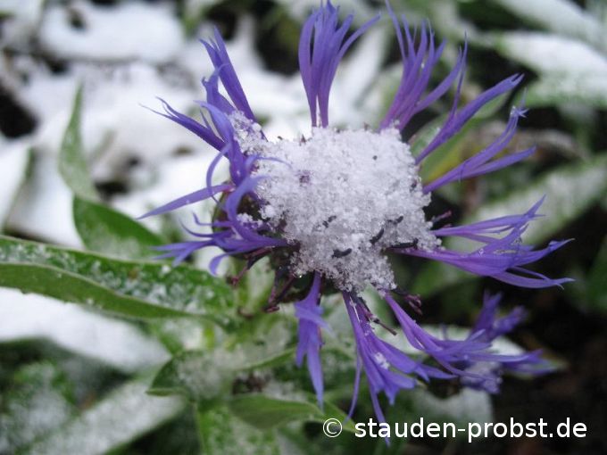 Centaurea montana 'Grandiflora' - Bergflockenblume